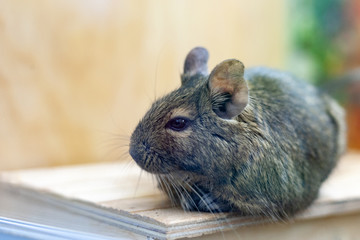 degu pet relaxing after eating. exotic animal for domestic life.