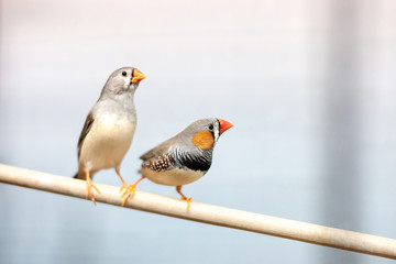 finch birds at branch. lovely colorful domestic pets.