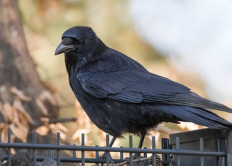 1 387 Rabe Vogel Crow Fototapeten Leinwandbilder Und Aufkleber Wallsheaven