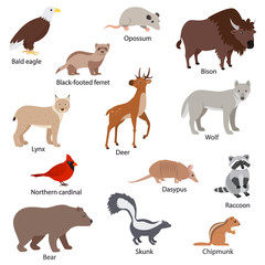 North American animals set with titles. Wildlife North America. Bald eagle, ferret, opossum, bison, lynx, deer, wolf, northern cardinal, dasypus, raccoon, skunk, bear, chipmunk. Isolated illustration