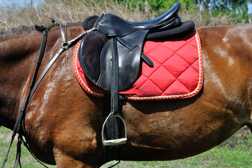 close up of a horse harness, side view