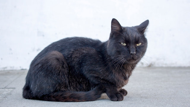 Mean stray black cat looking suspicious at camera. Unfriendly abandoned cat with dirt in mouth. Blurry background.