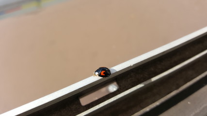 Fototapeta premium Marienkäfer