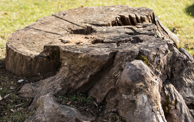 quello che rimane dopo aver abbattuto una pianta secolare