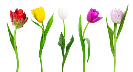 Nice coloured tulips