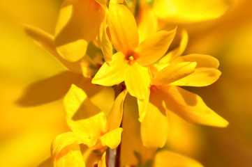 Obraz na płótnie Canvas Spring blossoming forsythia with soft focus and blurry. Nature wallpaper blurred background with florets in springtime. Toned Image with soft selective focus. Close-up.