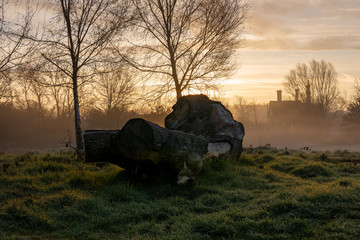 Tree trunk on a village meadow at sunrise