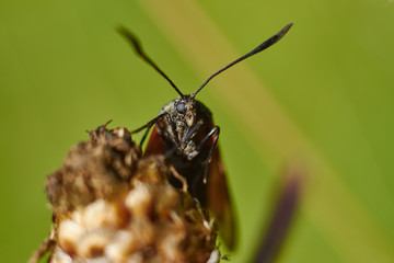 insect on leaf
