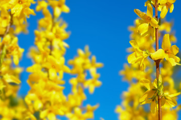 Forsythia flowers in sunny day. Nature wallpaper blurred background with yellow florets in springtime. Blossoming forsythia in the orchard. Blue sky. Toned image doesn’t in focus. Selective focus.