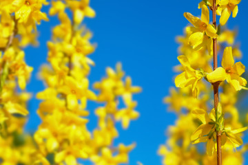Forsythia flowers in sunny day. Nature wallpaper blurred background with yellow florets in...