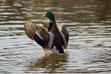 duck in water