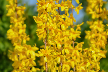 Obraz premium Blooming forsythia in springtime. Blurry backdrop with yellow flowers. Beautiful florets in the park. Blue sky. Spring blossoming forsythia with soft focus and blurry. Toned image doesn’t in focus.