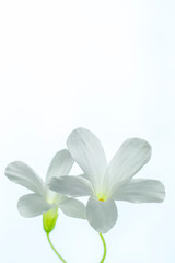 Couple of tender tiny white flowers on white background