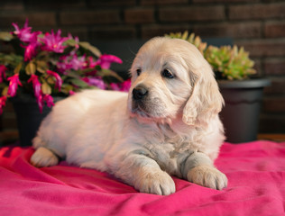 Cute two months golden retriever puppy lying down portrait in a pink blanket