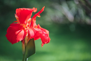 Close-up of a Subtle red Indian Shot flower (Canna Indica) in a South American garden. Gentle movements under the summer breeze. 