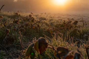 grass low angle at sunrise in a village