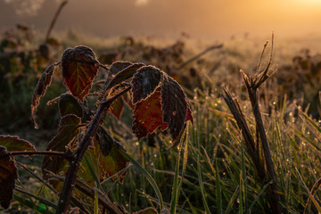 grass low angle at sunrise in a village