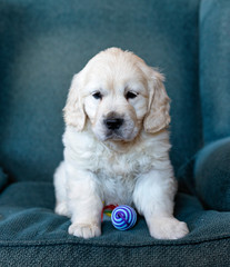 Two months golden retriever puppy sitting cute portrait, with a color toy in a blue background