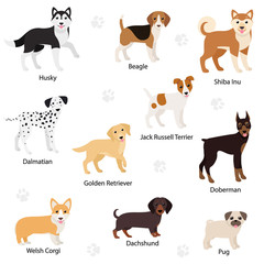 Dogs of different breed set. Dog is standing sideways. Dreeds: Beagle, Welsh Corgi, Jack Russell Terrier, Dalmatian, Husky, Doberman, Dachshund, Golden Retriever, Pug. Isolated vector illustration