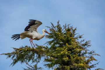 stork with its wings outstretched in a pine