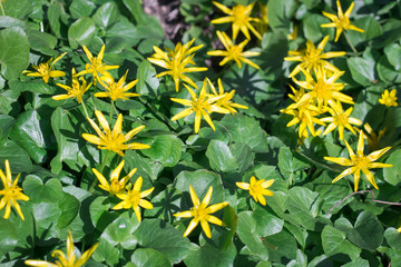 Yellow spring young flowers on green grass leaves background