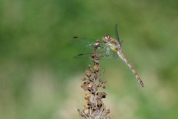 dragonfly sitting on blade of grass