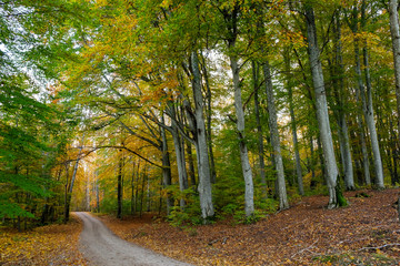 road in the forest