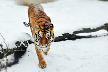 Young Amur tiger in the snow