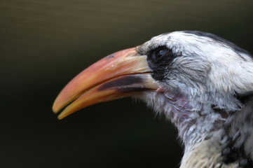 östlicher Gelbschnabeltoko © Marlene