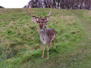 Tête à tête avec un cerf 