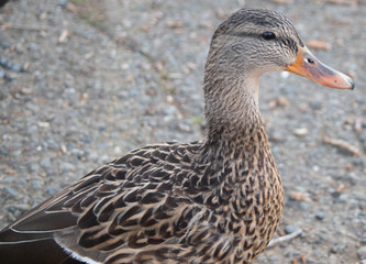 duck
