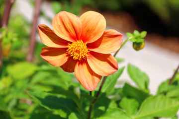 Orange flower in garden