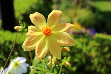 Fototapeta premium yellow flower in the garden