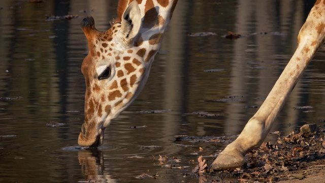 Reticulated giraffe (Giraffa camelopardalis reticulata) drinking water