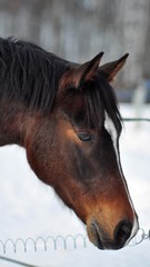 Obraz premium Horse and winter