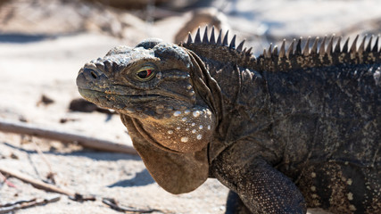 Fototapeta premium close up of iguana head