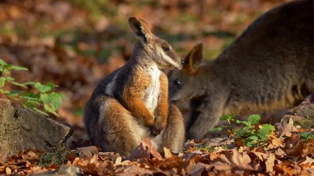 Yellow-footed rock-wallaby (Petrogale xanthopus)