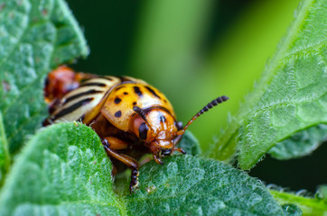 Colorado potato beetle eats green potato leaves