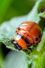 Red larva of the Colorado potato beetle eats potato leaves