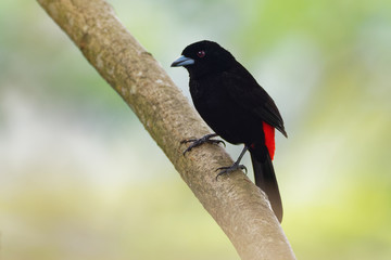 Cherrie's Tanager - Ramphocelus costaricensis is a medium-sized black and scarlet passerine bird