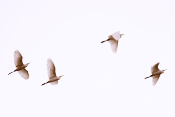 White herons flying. Blurred photo with birds in motion. Beautiful birds flying, background. Copy space. Toned in pastel sepia colors. - 251676456