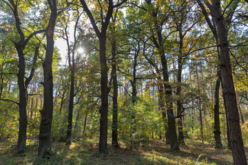 Fototapeta na wymiar oak forest in summer