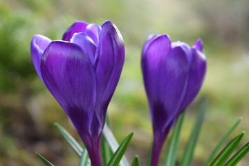 Violet crocuses. Spring first flowers. Close-up. Selective focus