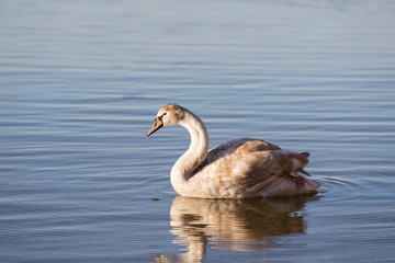A swan is swimming on the shore of a lake