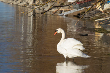 A swan is swimming on the shore of a lake