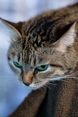 Кошка