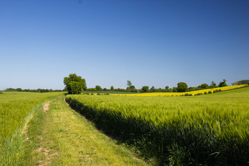 view of spring meadows
