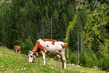 Fototapeta na wymiar cows grazing freely in the mountains during the summer