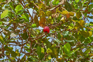 Red Ripe Cashew is on the tree. Cashew tree. The color of red Cashew.