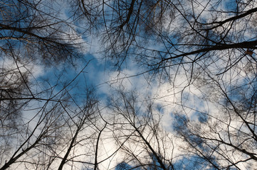 silhouette of trees branches on the background of blue spring sky